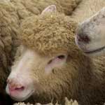 Отравление у овец