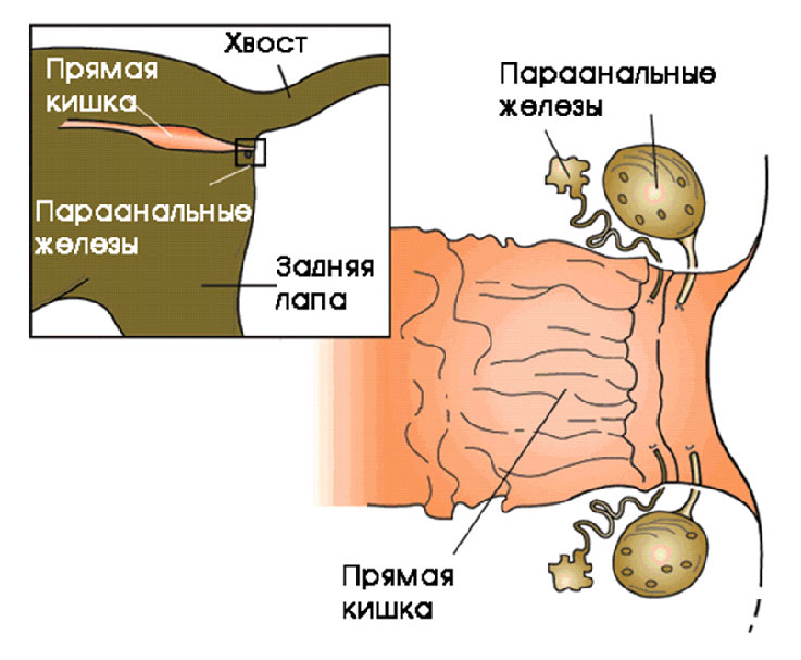 Железы у собак схема которые нужно чистить