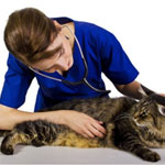 Как вылечить кота от дисбактериоза thumbnail