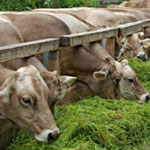 Кормление коров: сбалансированный рацион, рекомендации