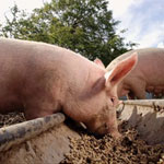 Нормы кормления свиней: что и сколько давать поросятам, хрякам и свиноматкам?