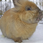 Лечение инфекционного стоматита у кроликов thumbnail