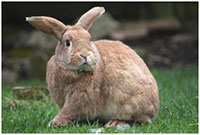 Дифтероидный энтерит у кроликов