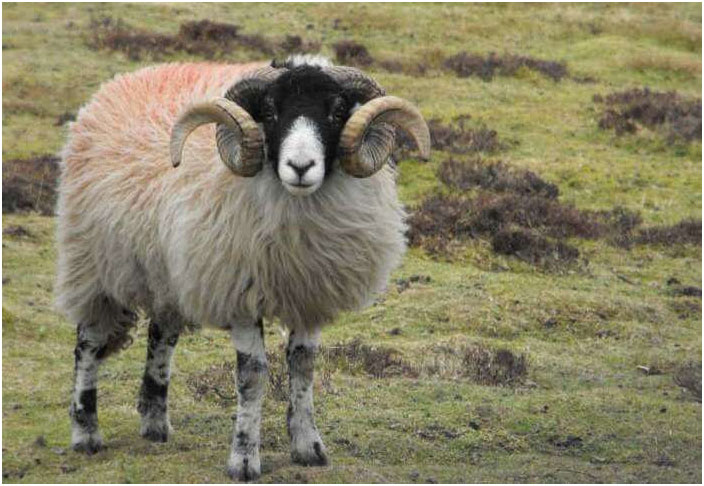 Овца и баран: в чем разница, как отличить? | Ветеринарная служба .