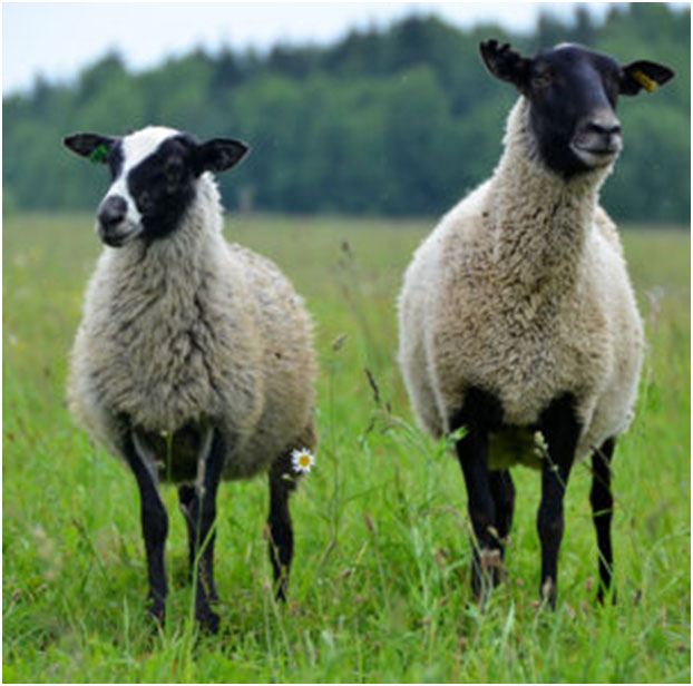 Овца и баран - разница