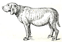 Перитонит у собак