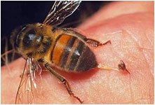 Укусы пчелы – польза для организма