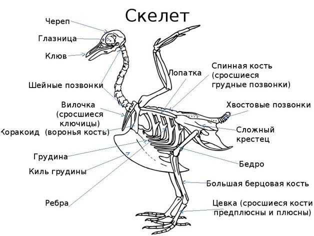 Скелет птицы