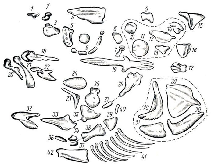 Череп костной рыбы. Скелет черепа костистой рыбы. Кости черепа костной рыбы. Скелет головы костной рыбы. Схема черепа костной рыбы.