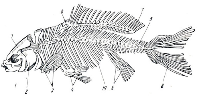 Скелет рыб 7 класс. Скелет костистой рыбы. Скелет костной рыбы рис 113. Скелет костной рыбы 7 класс биология. Осевой скелет костных рыб.