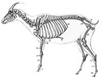 Скелет козы