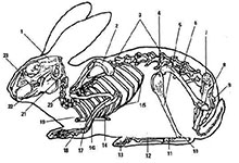 Скелет кролика