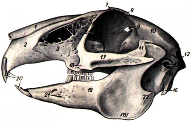 Скелет кролика фото