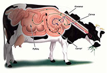 Пищеварение у коров