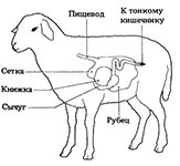 Пищеварение у козы