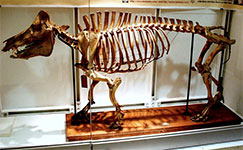 Скелет кабана