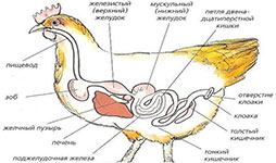 Пищеварение у птиц