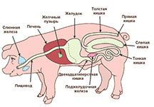Пищеварение у свиней