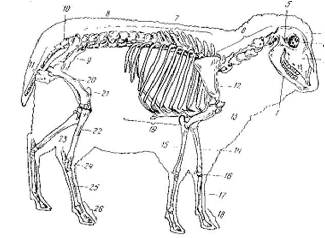 Анатомия козы в картинках