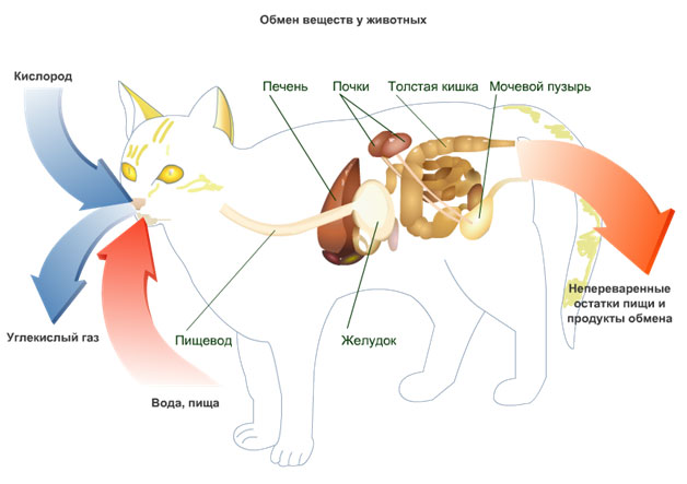 Обмен веществ или метаболизм у кошек