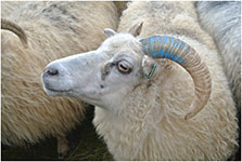 Тейлериозы овец и коз