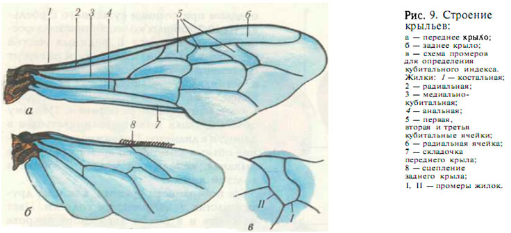 Строение наружных органов у пчелы