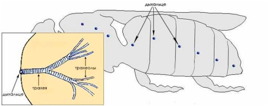 Система пчела. Дыхательная система пчелы. Дыхательная система пчелы медоносной. Строение дыхательной системы пчелы. Дыхательная система пчелы схема.