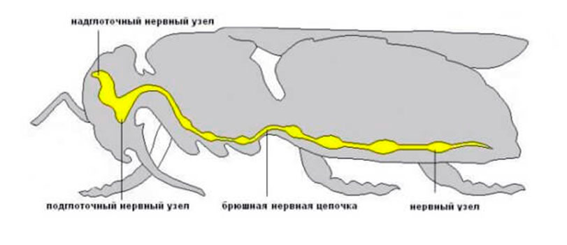 Строение и функции внутренних органов у пчелы