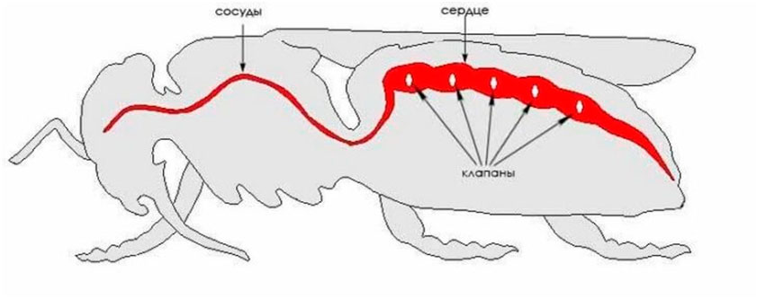 Строение и функции внутренних органов у пчелы