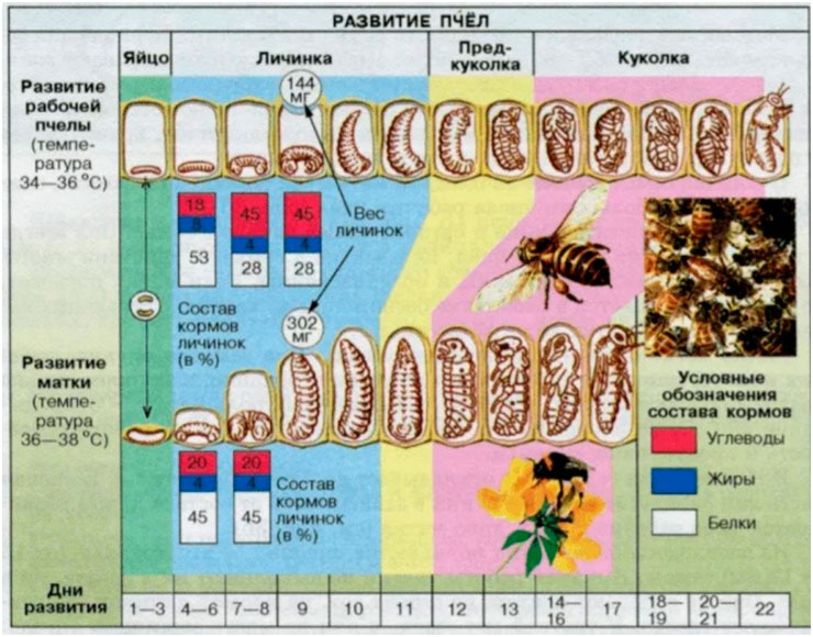 Схема развития пчелиной матки