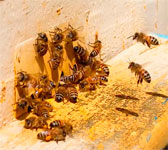 Жизнедеятельность пчелиной семьи в различные периоды года