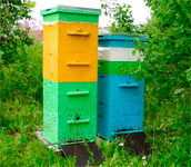 Уход за пчелами, размещенных в многокорпусных ульях