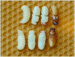 Размножение и развитие пчел