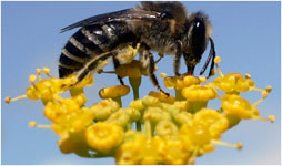 Авитаминозы пчел