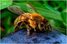 Диссиминированный нозематоз у пчел