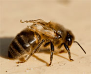 Аномалии в строении организма пчел