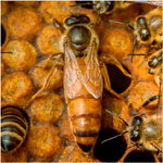 Болезни пчелиных маток