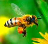 Методы разведения пчел