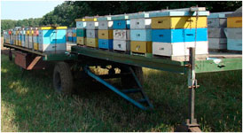 Перевозка пчел на медосбор