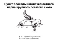 Блокада зубов верхней и нижней челюстей у животных