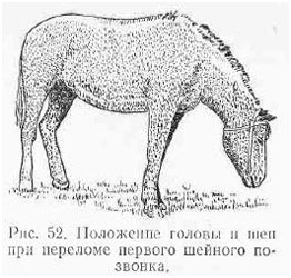Перелом шейных позвонков у животных